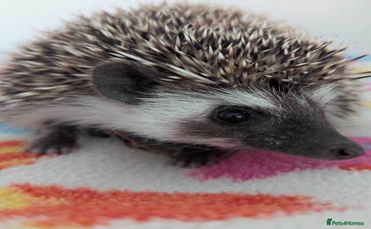 Pygmy Hedgehog rodents - Advert 2