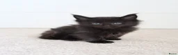 Maine Coon cats for sale: RUSSIAN XL GCCF SMOKE KITTENS - Advert 21