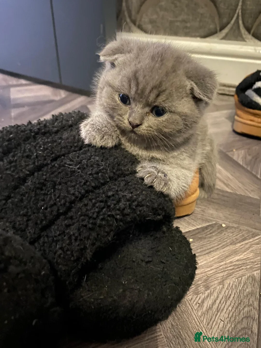 British Shorthair cats for sale: British shorthair snd scottish fold  - Advert 4