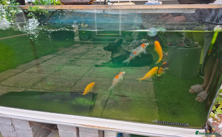 Koi Carp fish - Advert 1