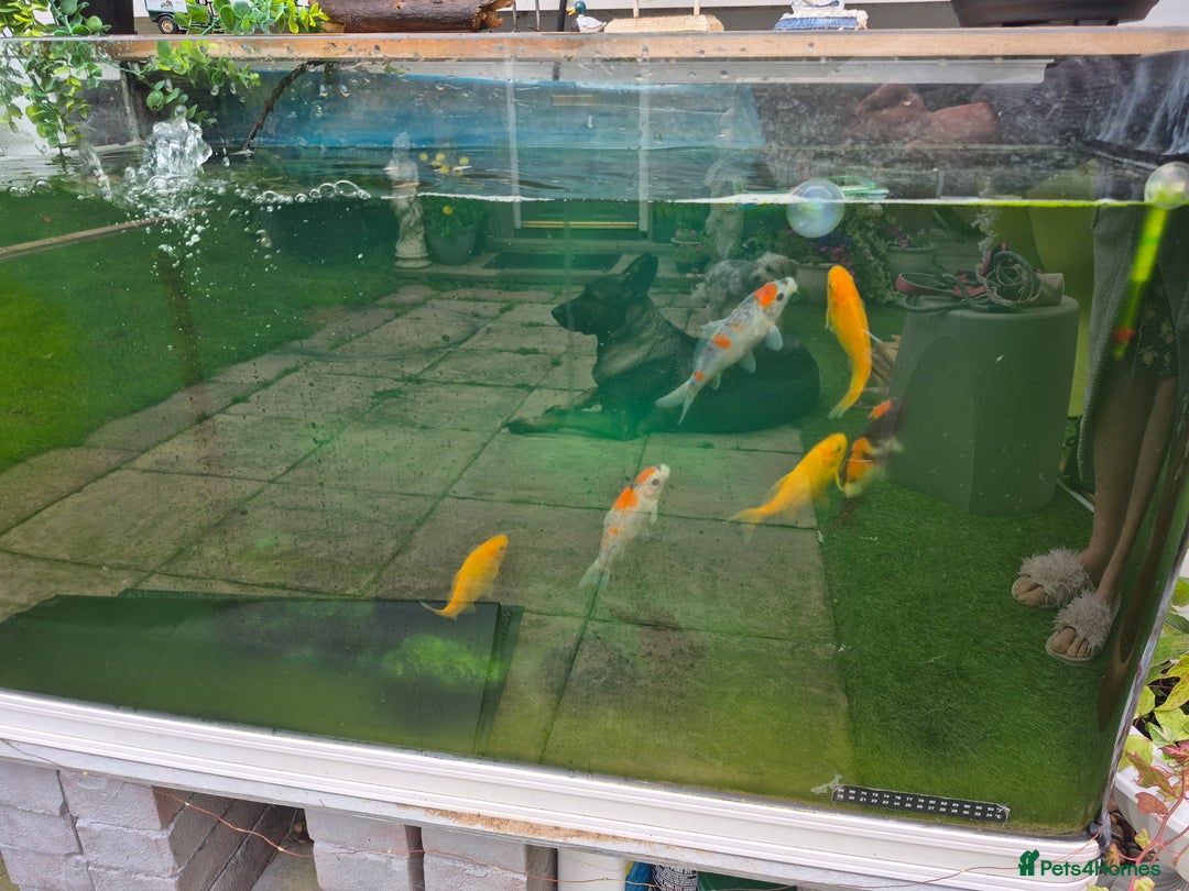 Koi Carp fish for sale: Fish tank with fish  - Image 1
