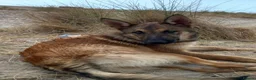 Mixed Breed dogs for sale: New home needed - Advert 5