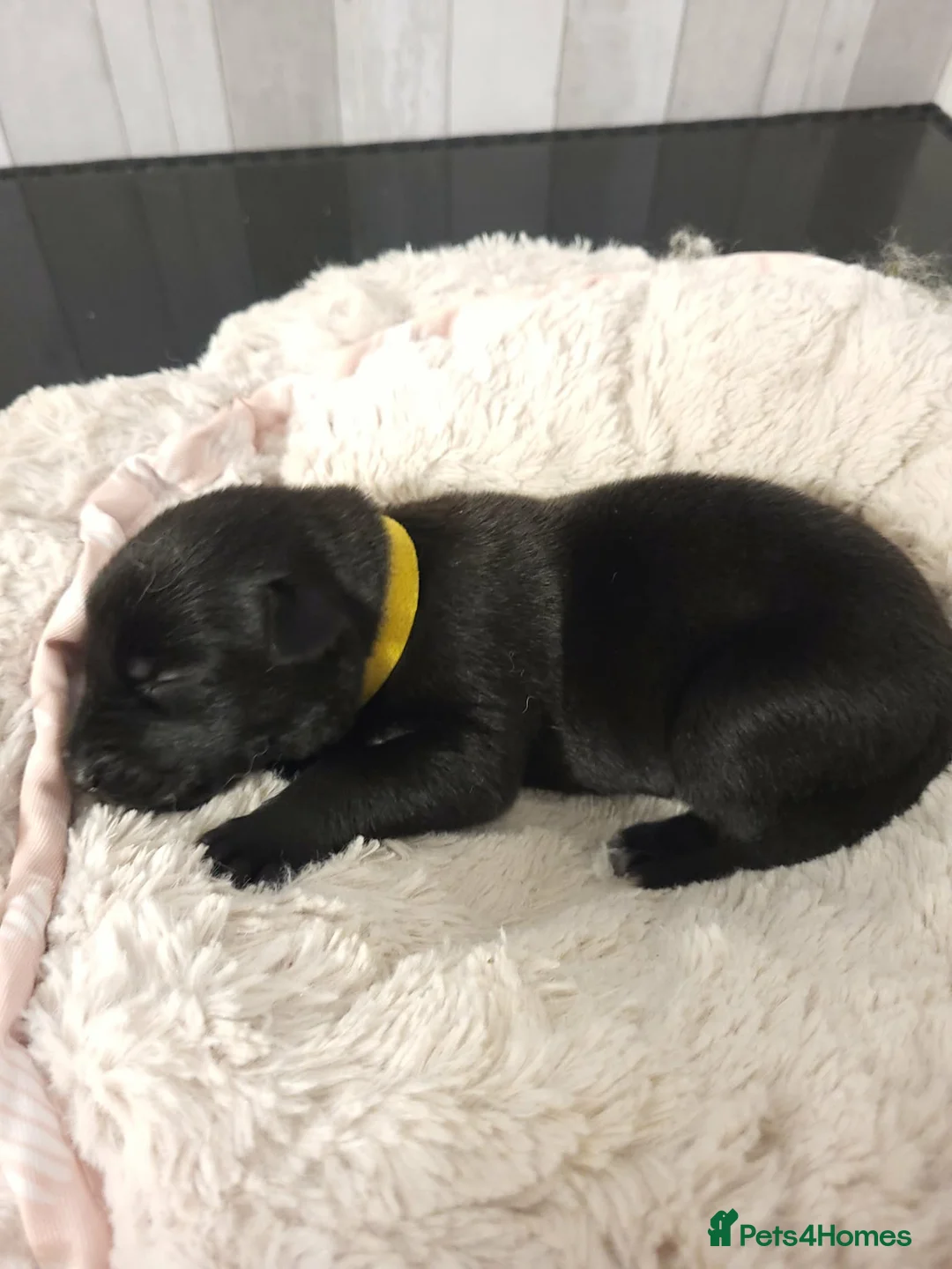 Belgian Shepherd Dog dogs for sale: Top quality Malinois puppies protectioning line - Advert 7