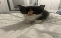 British Shorthair cats for sale: 4 Beautiful babies looking for there forever homes - Image 4