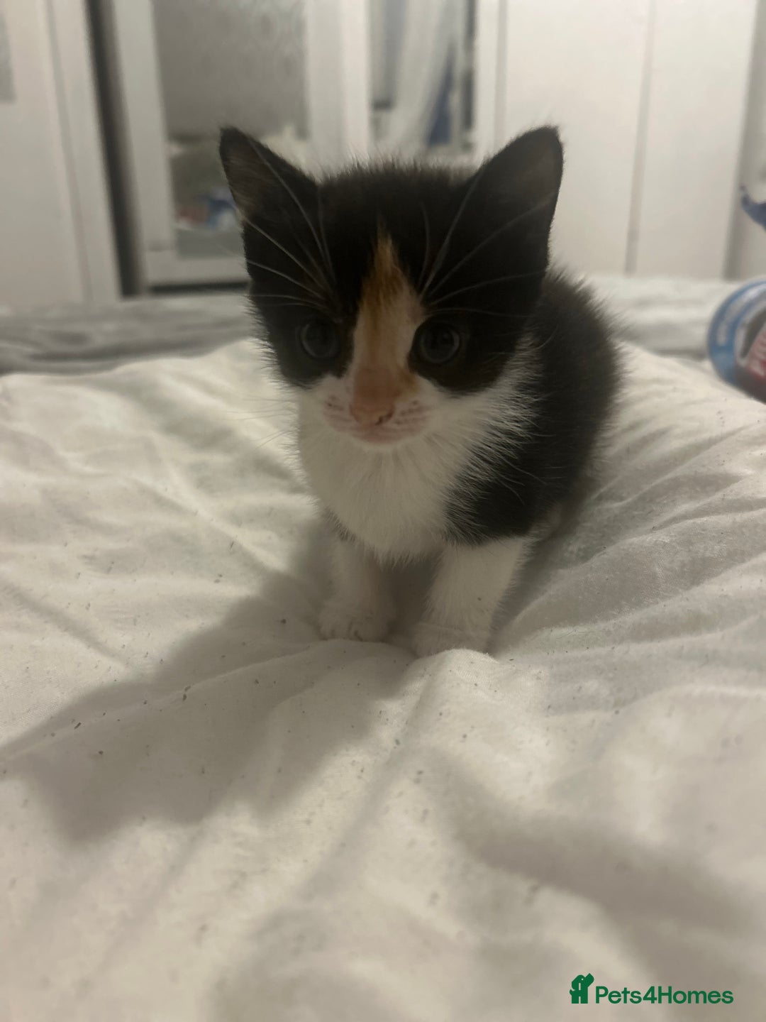 British Shorthair cats for sale: 4 Beautiful babies looking for there forever homes - Image 4