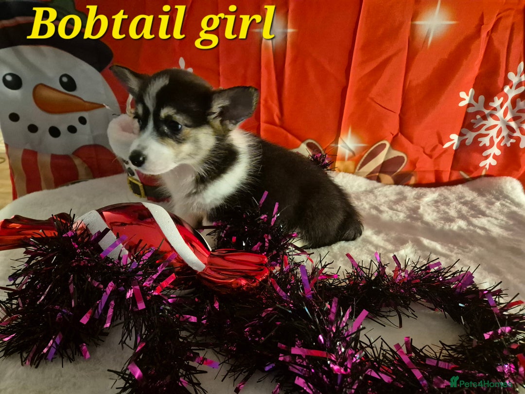 Welsh Corgi Pembroke dogs for sale: Kc reg Serbian lined bob & longtail - Advert 8