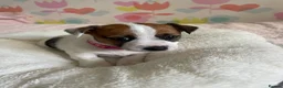Jack Russell dogs for sale: Stunning short legged Jack Russell puppies - Advert 11