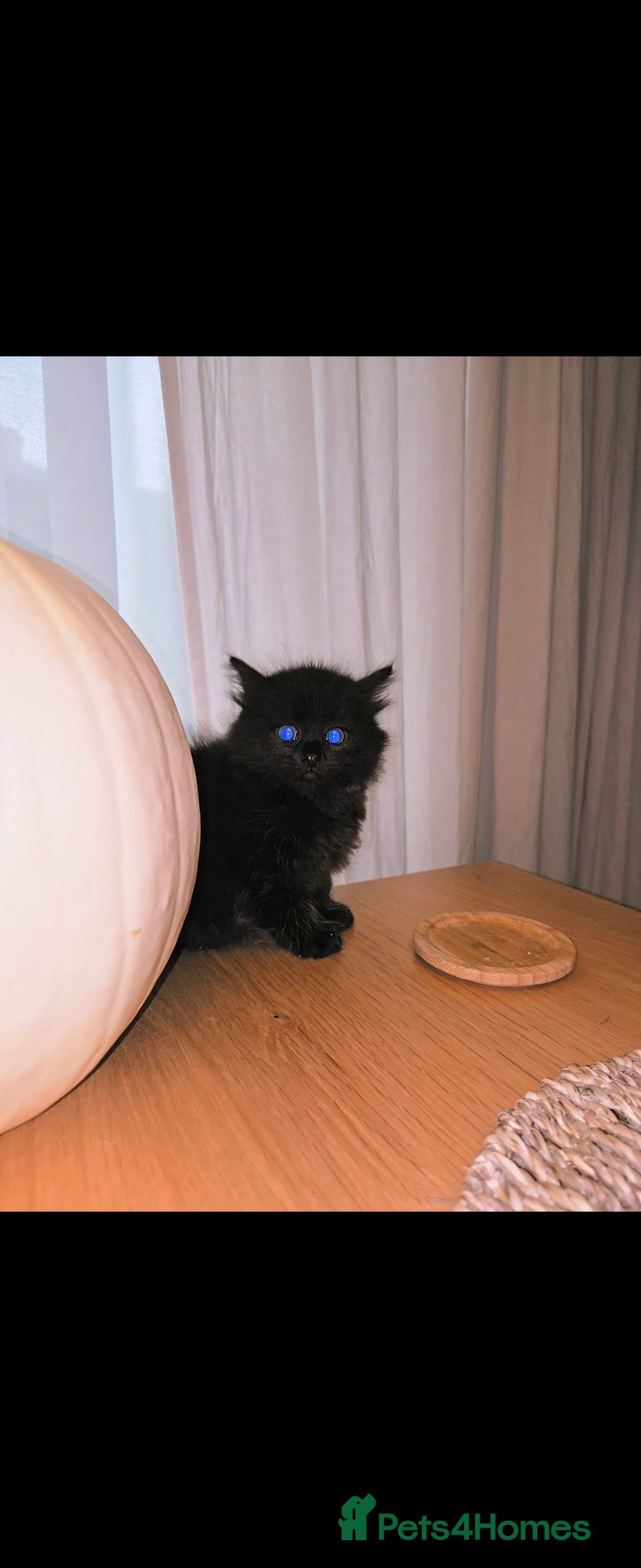 Mixed Breed cats for sale: Mixed black female kittens  - Image 14