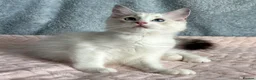Ragdoll cats for sale: Beautiful Tica Register Kittens Ragdoll - Advert 11