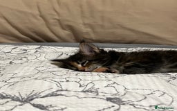 Maine Coon cats for sale: Beautiful Maine coon kittens  - Advert 16