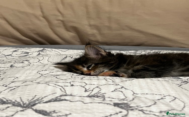 Maine Coon cats - Advert 1
