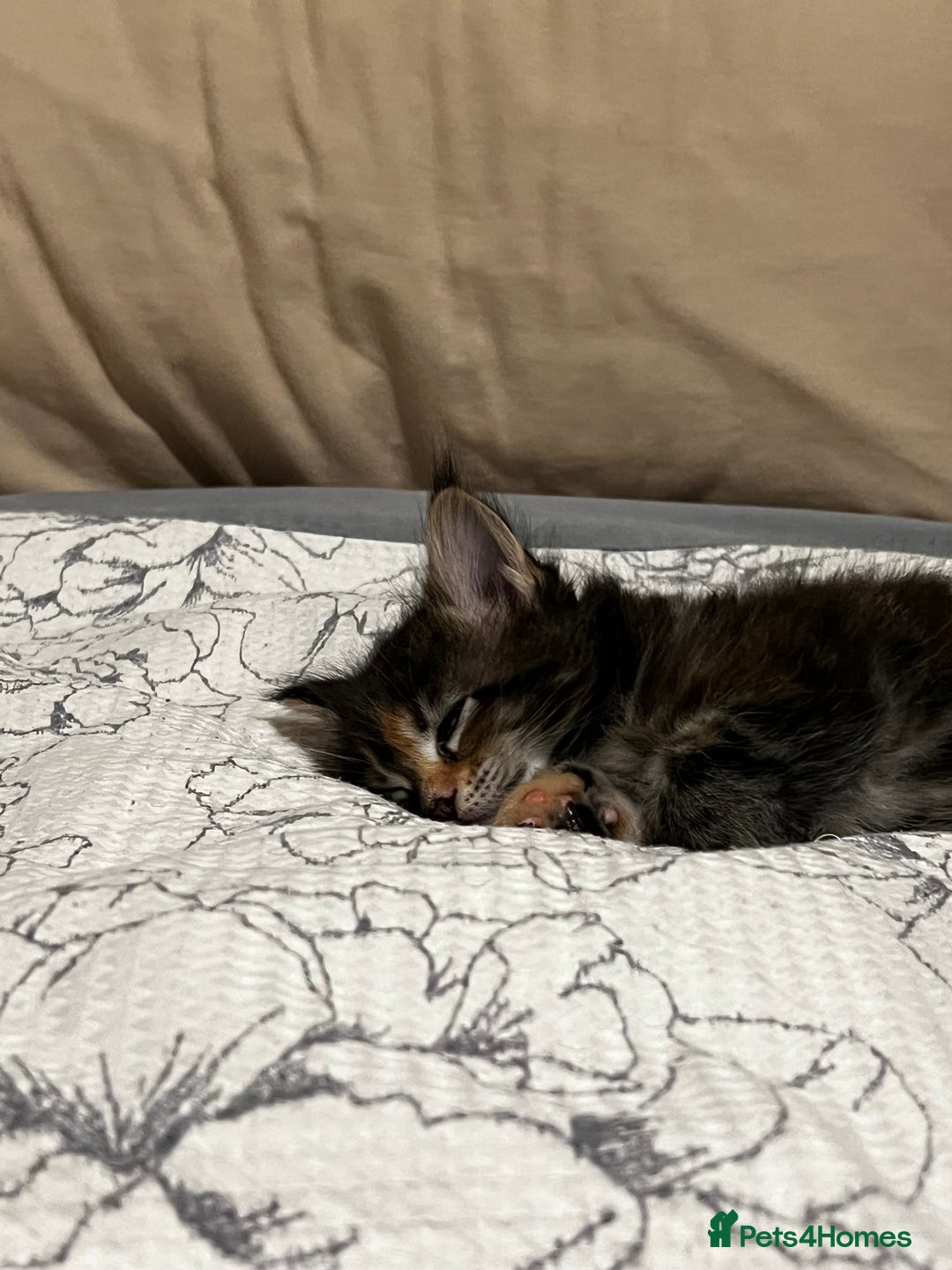 Maine Coon cats for sale: Beautiful Maine coon kittens  - Advert 16