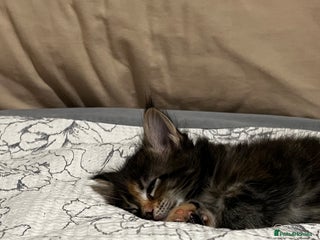 Maine Coon cats - Advert 19