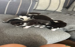 Domestic Shorthair cats for sale: Black and white shorthair kittens  - Image 11