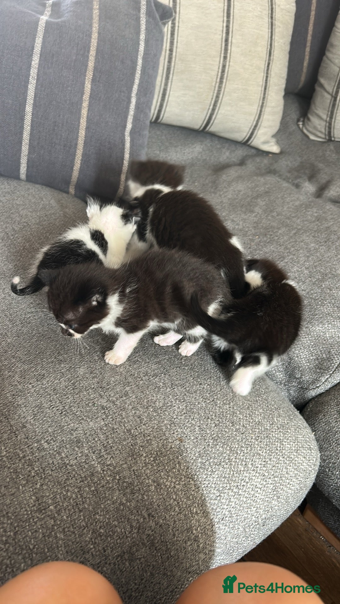 Domestic Shorthair cats for sale: Black and white shorthair kittens  - Image 11