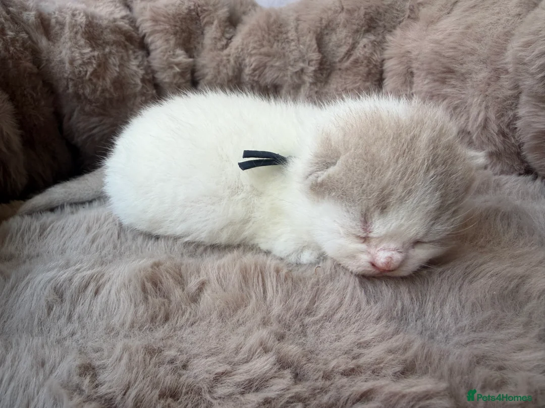 British Shorthair cats for sale: Pedigree British Shorthair - Show Champion Lines in Southampton - Advert 2