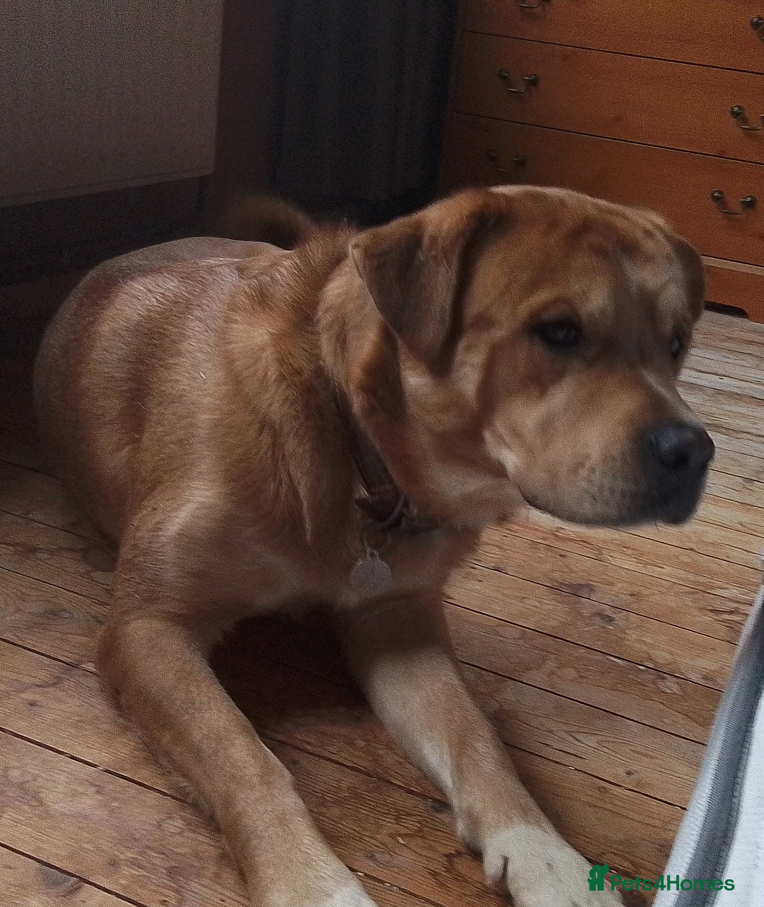 Mixed Breed dogs Mastiff for sale  - Advert 2