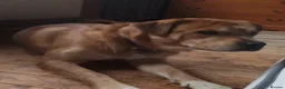 Mixed Breed dogs for sale: Mastiff for sale  - Advert 1