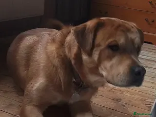 Mixed Breed dogs Mastiff for sale - Advert 2