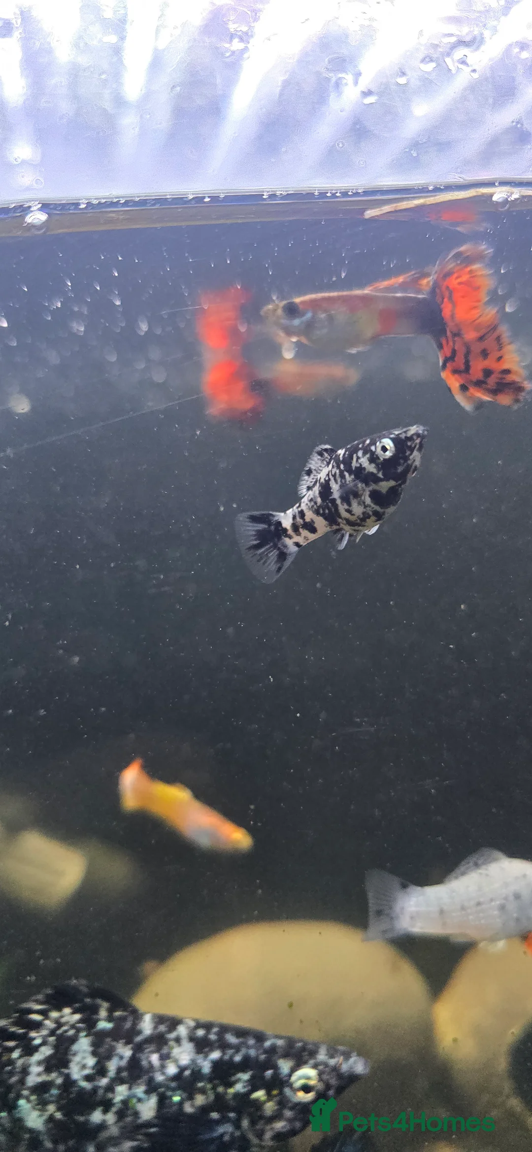 Mollies fish for sale: Dalmatian Mollies - Advert 3