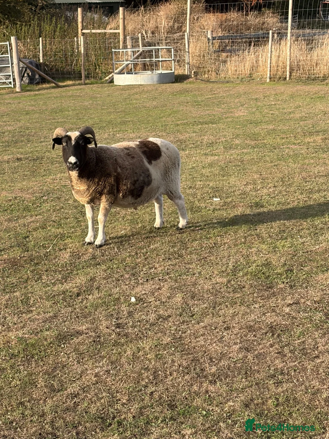 Sheep livestock for sale: 2 x pet sheep looking for loving home in Farnham - Advert 2