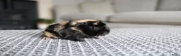 Guinea Pig rodents for sale: Beautiful Baby Guinea Pigs – Ready to Reserve  - Advert 6