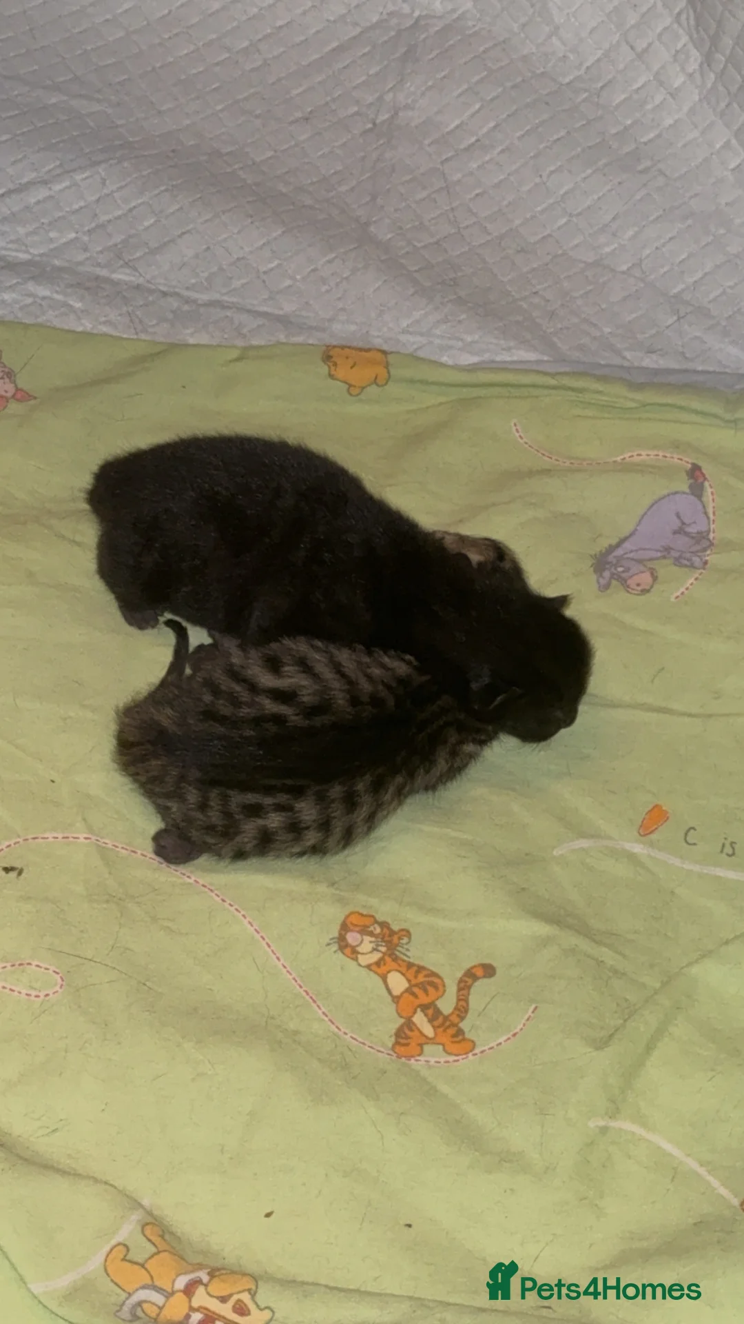 Mixed Breed cats for sale: 2 Tabby kittens for sale - Advert 2