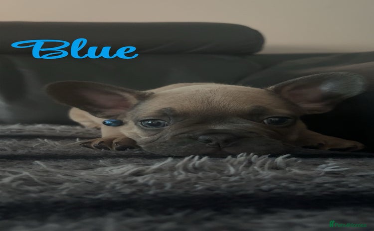 French Bulldog dogs - Advert 10