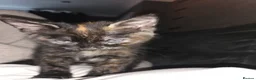 Mixed Breed cats for sale: Half bengal kitten 3 left 2 male one female  - Advert 7