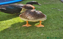 Ducks poultry for sale: Welsh harlequin drake - Image 4