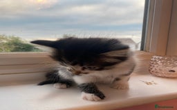 Mixed Breed cats for sale: Fluffy adorable mixed tabby! - Image 8