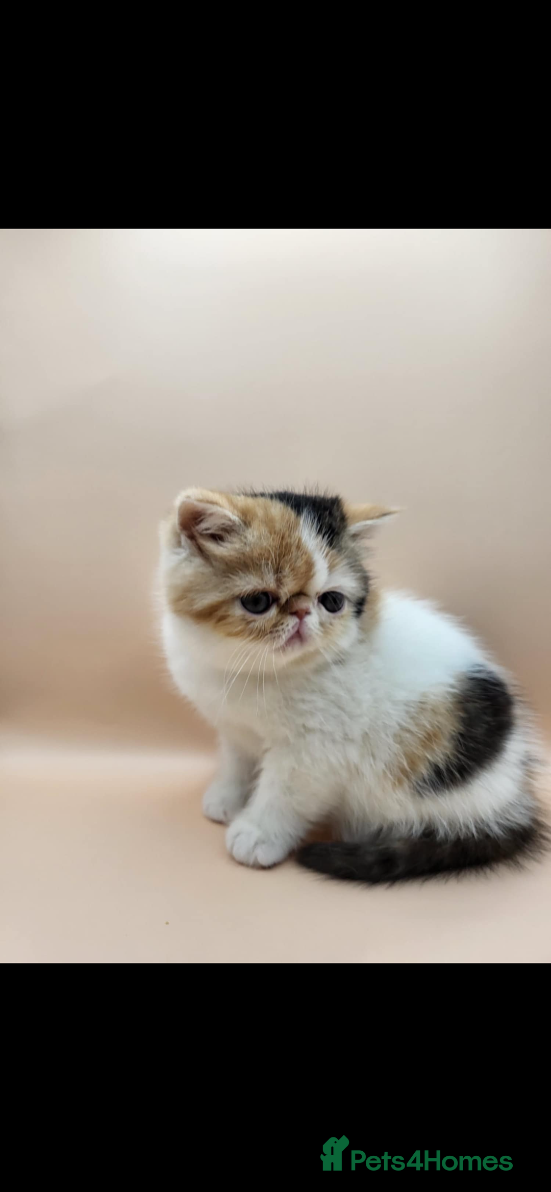 Exotic cats for sale: Exotic kittens  - Advert 1