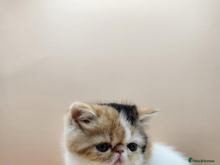 Exotic cats Exotic kittens - Advert 14