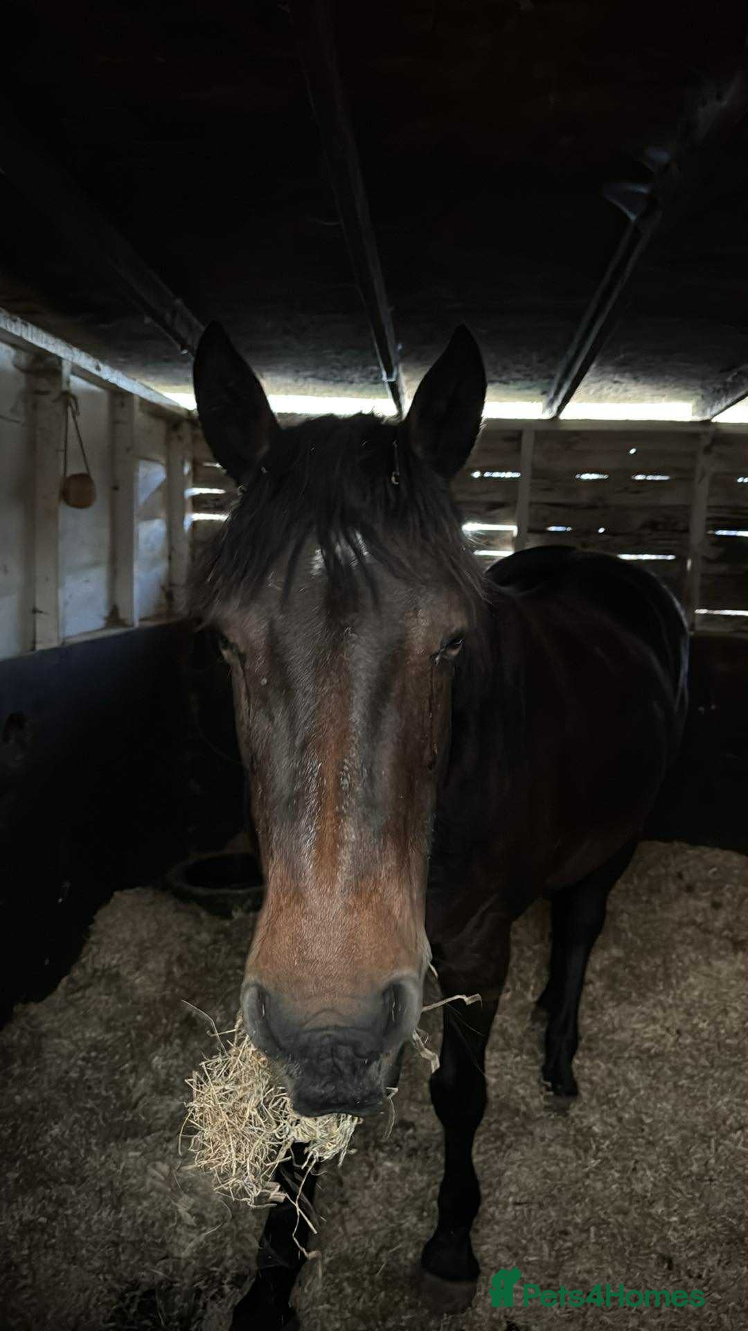 Connemara horses for sale: Confidence giver - Advert 3
