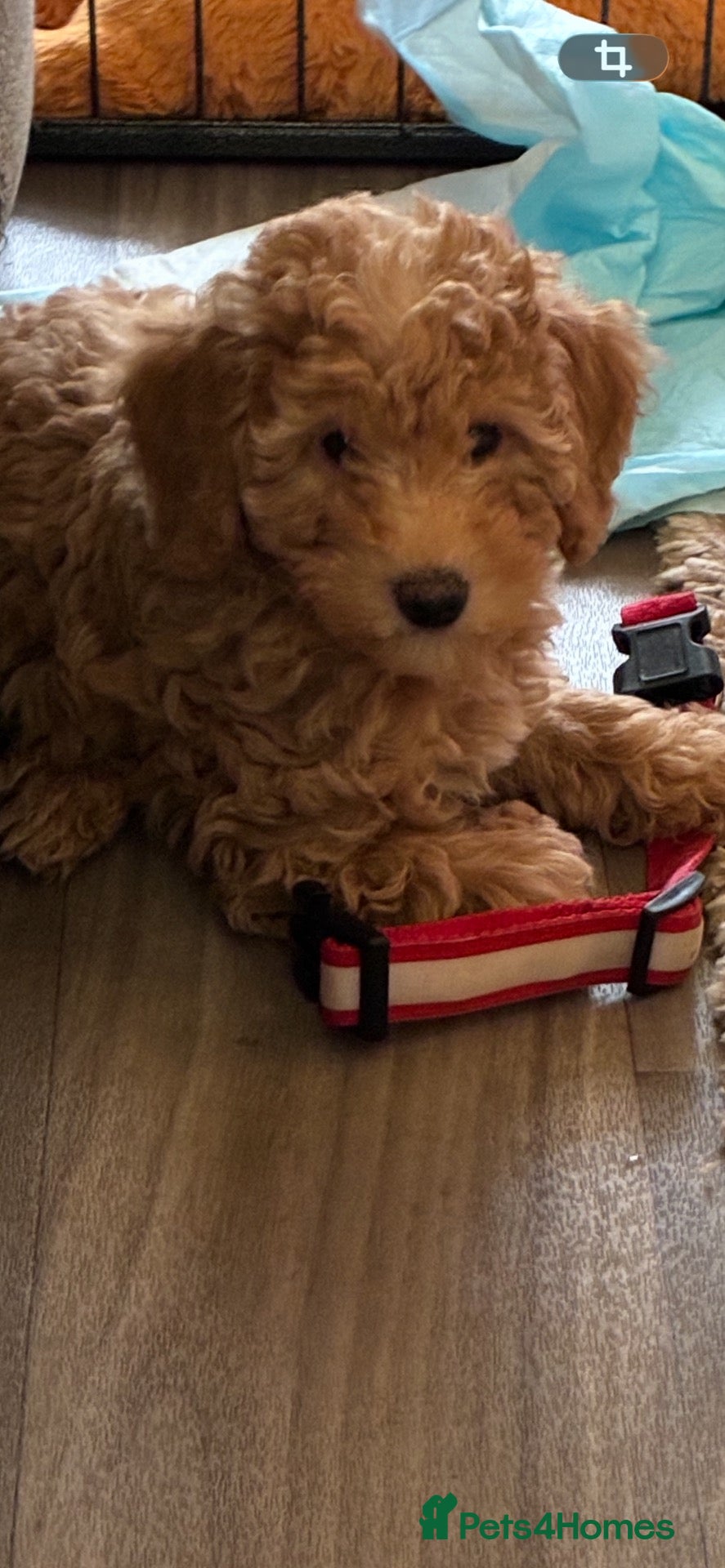 Miniature Poodle dogs 1 boy left KC registered poodles  - Advert 7