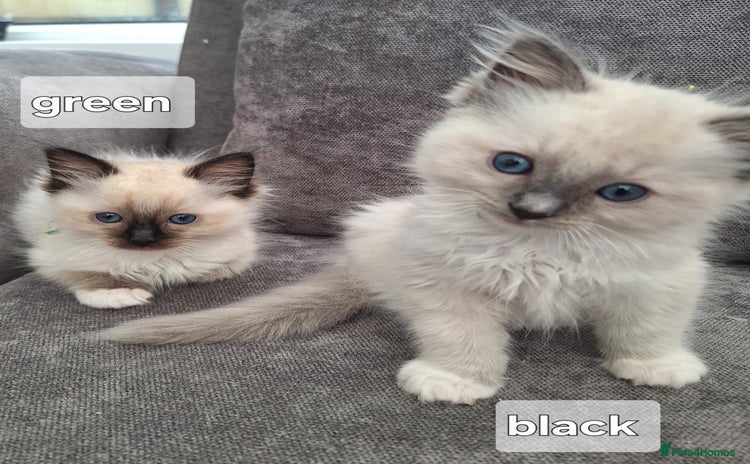 Ragdoll cats - Advert 13