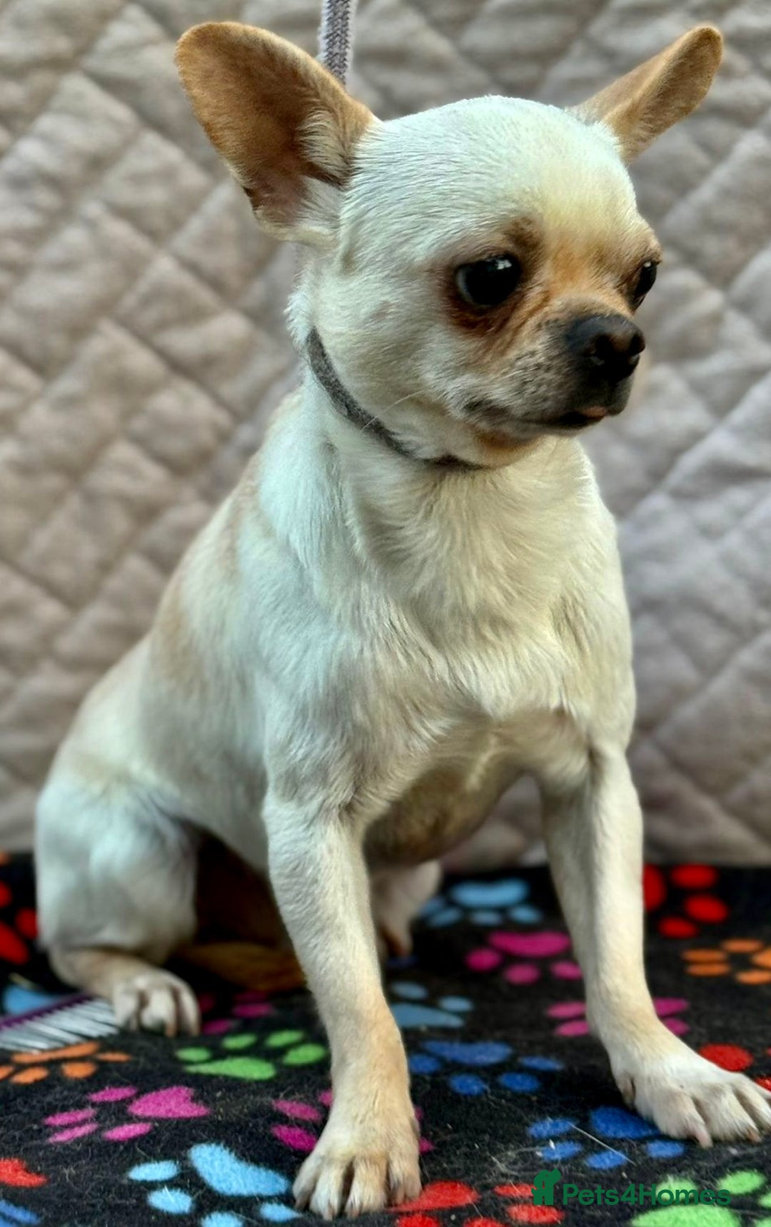 Chihuahua dogs for adoption: Spike’s Story: Small Body, Big Heart - Image 4