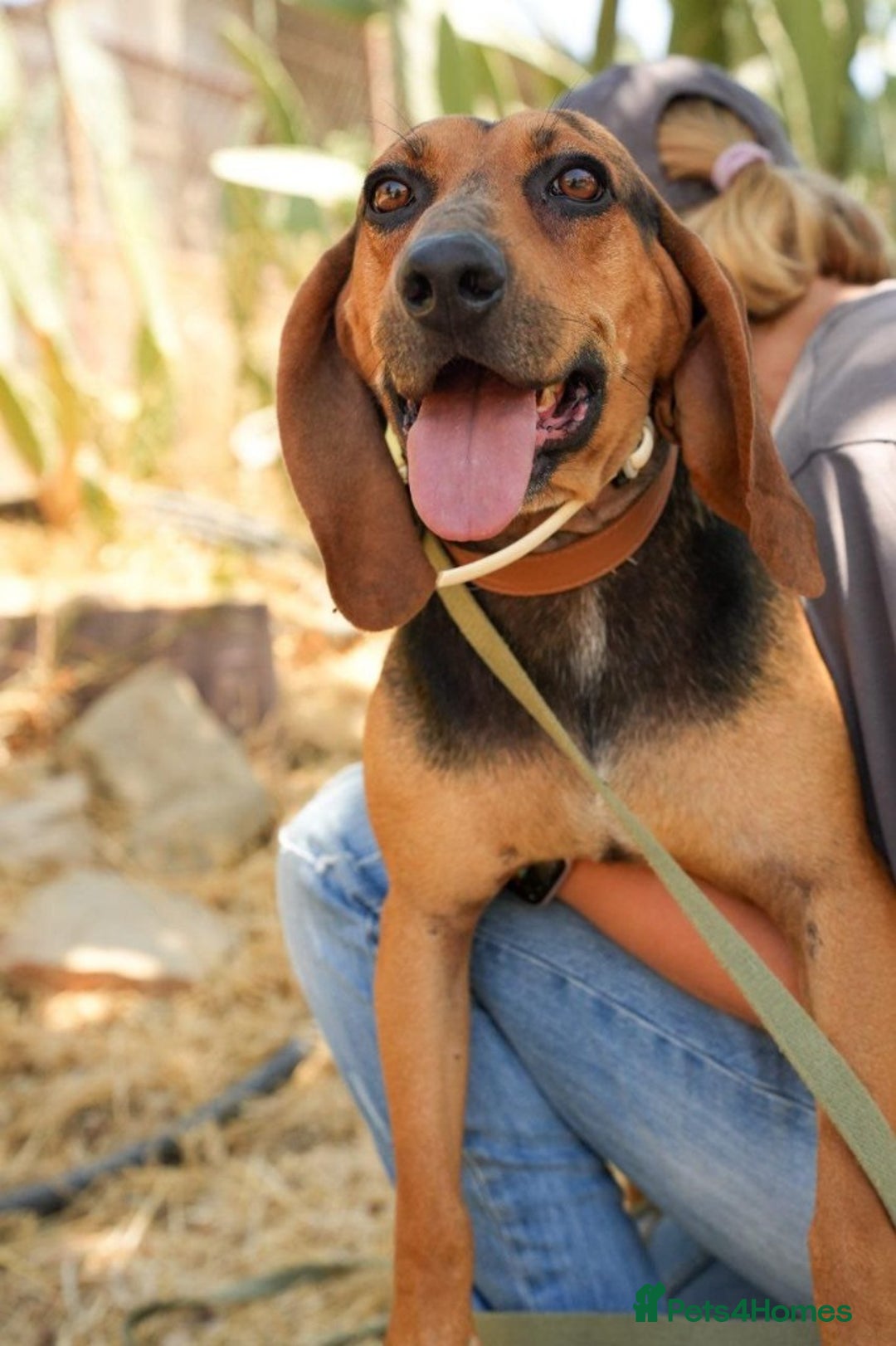 Mixed Breed dogs for adoption: Oscar deserves the best home  - Image 9