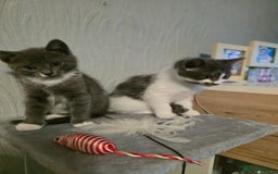 Mixed Breed cats for sale: 4 adorable kittens — 2 boys girls and 2 girls. - Image 8