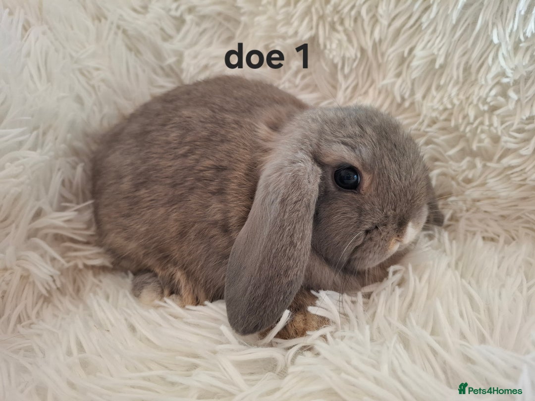 Mini Lop rabbits for sale: * READY TO LEAVE * from 14th December - Advert 1