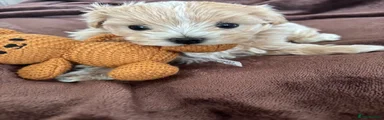 Maltipoo 1