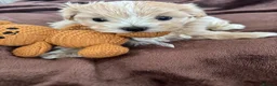 Maltipoo dogs for sale:  **  Korean male champagne and white Maltipoo in Worksop - Advert 4