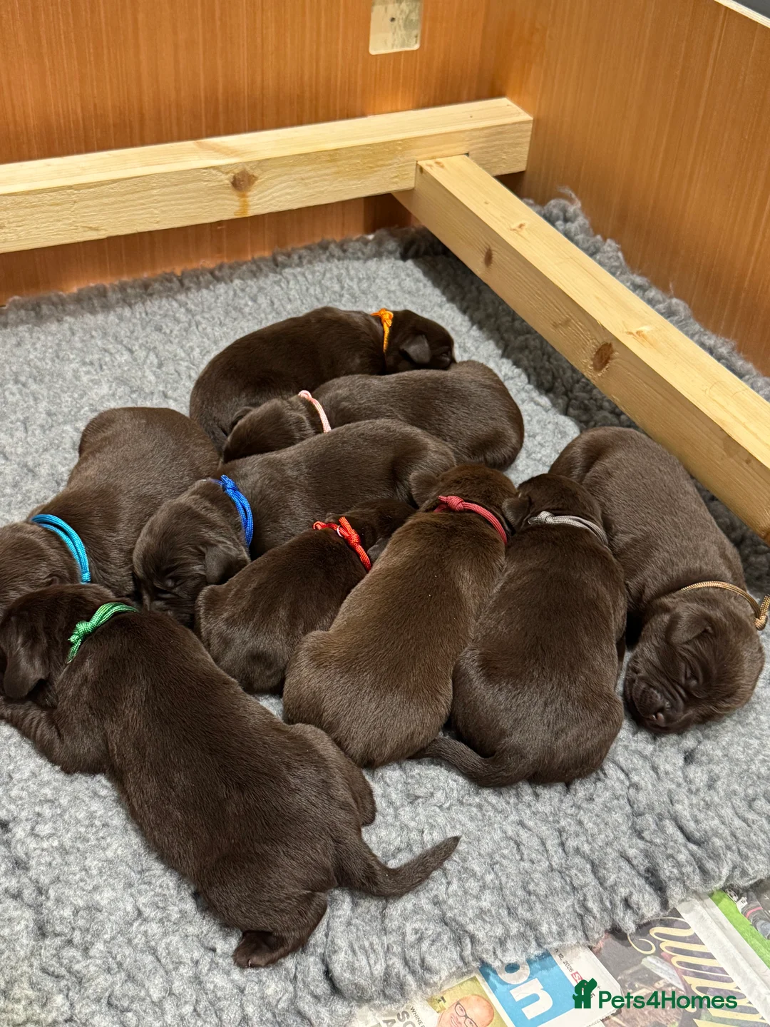Labrador Retriever dogs for sale: 9 stunning KC reg chocolate lab puppies - Advert 2