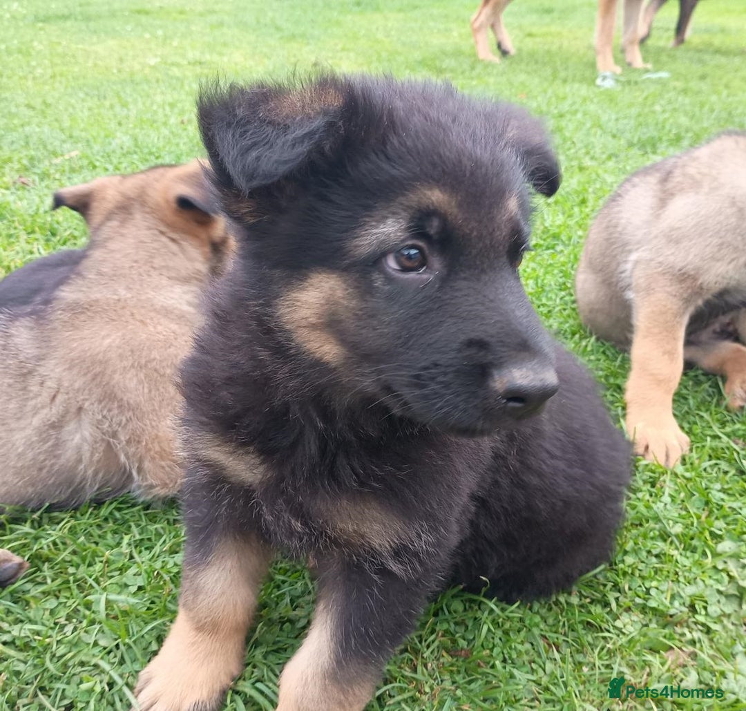 German Shepherd dogs for sale: Beautiful Male & Female German Shepherd Puppies - Image 2