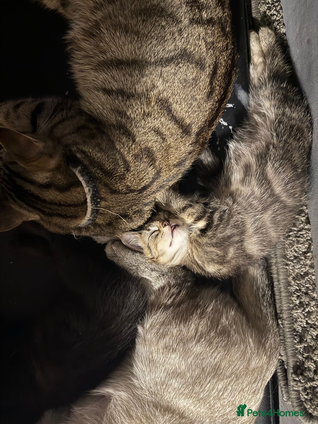 Mixed Breed cats for sale: Mixed breed male kittens - Advert 1