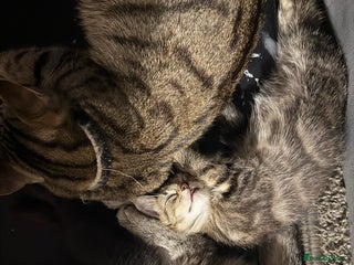 Mixed Breed cats Mixed breed male kittens - Advert 2