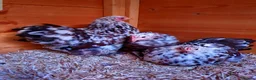 Chickens poultry for sale: Hatching Eggs Australorp Legbar Olive Polish Wyand - Advert 13