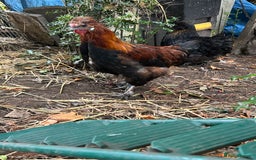 Chickens poultry for sale: Handsome boy - Image 8