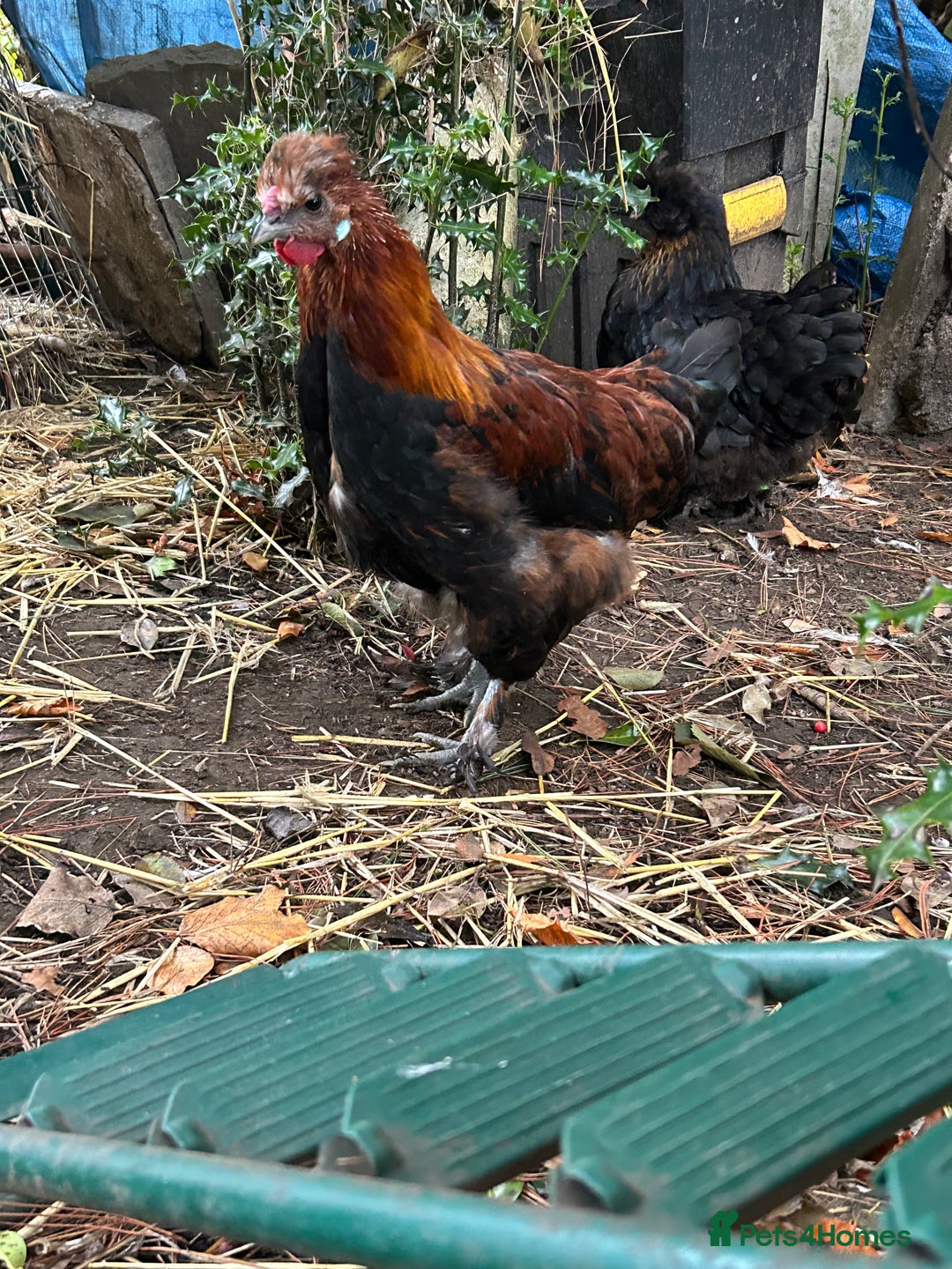 Chickens poultry for sale: Handsome boy - Image 8