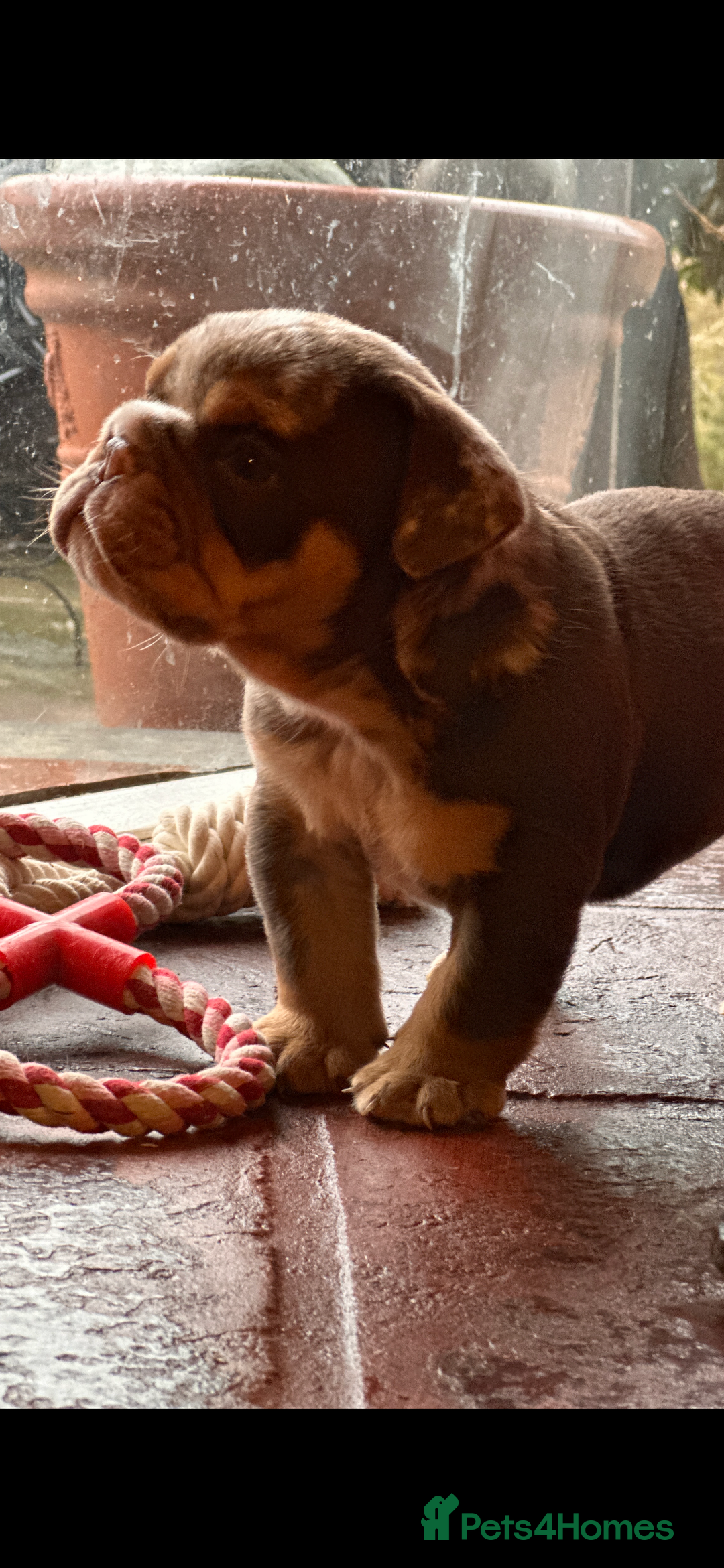 English Bulldog dogs for sale: English bulldogs  - Advert 15